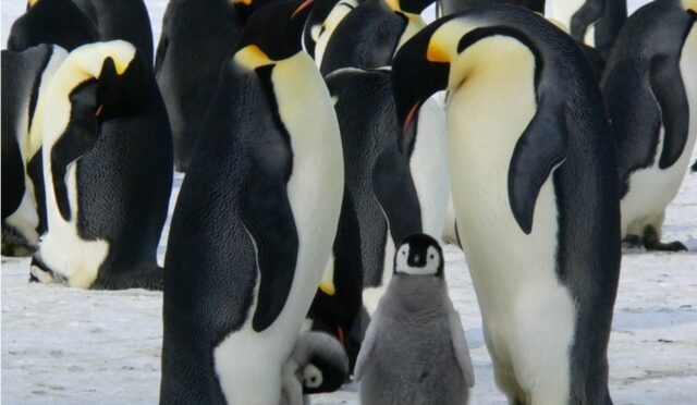 Hayvanlar aleminde evlilik